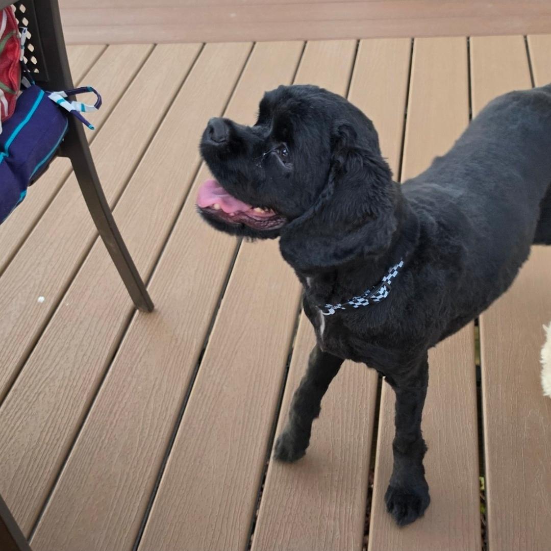 Enlarge Cooper, a Adoptable mixed breed in Ross, OH image 2/4