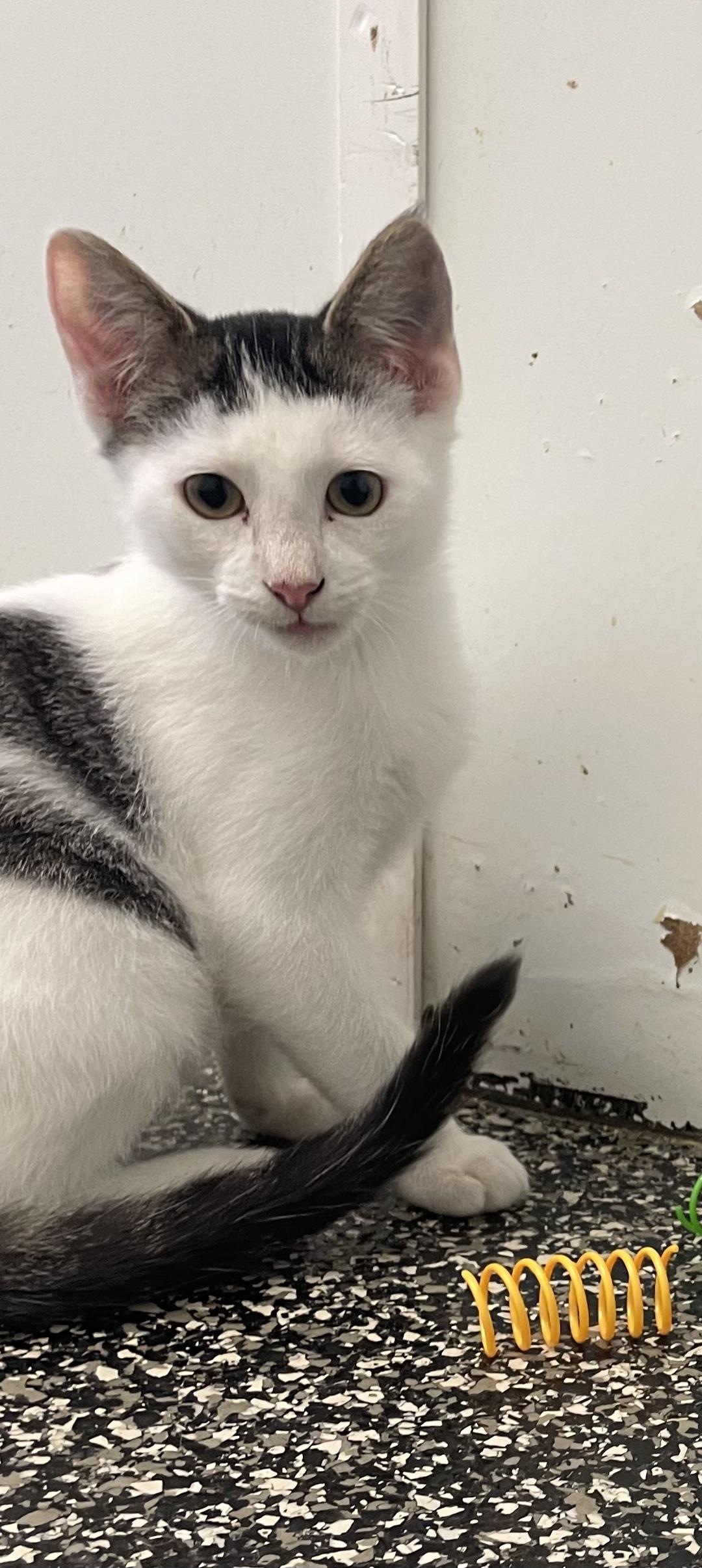 Landry, adopted, Kitten Male American Shorthair.