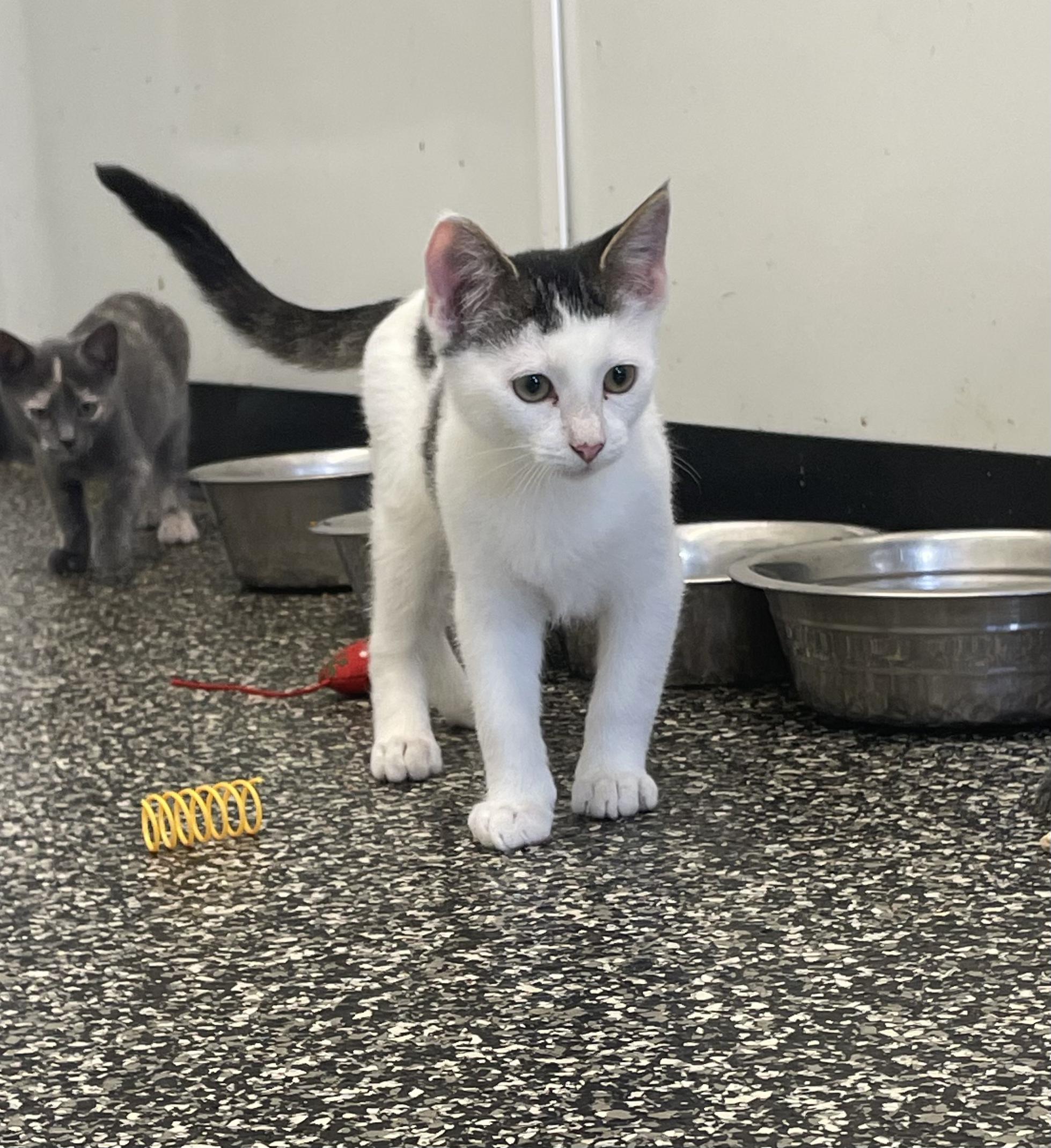 Enlarge Landry, an adopted American Shorthair in McKenzie, TN image 4/6