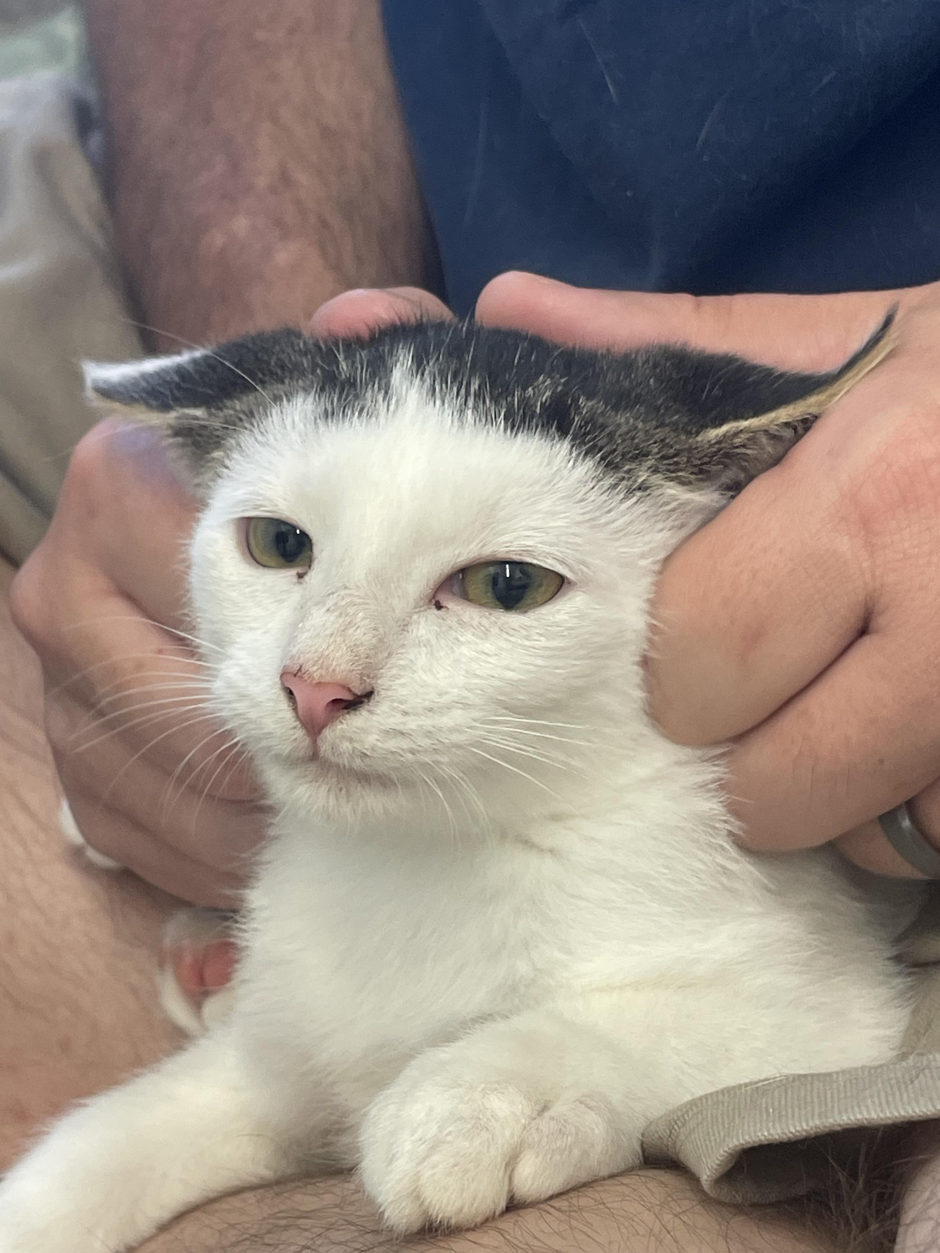 Enlarge Landry, an adopted American Shorthair in McKenzie, TN image 5/6