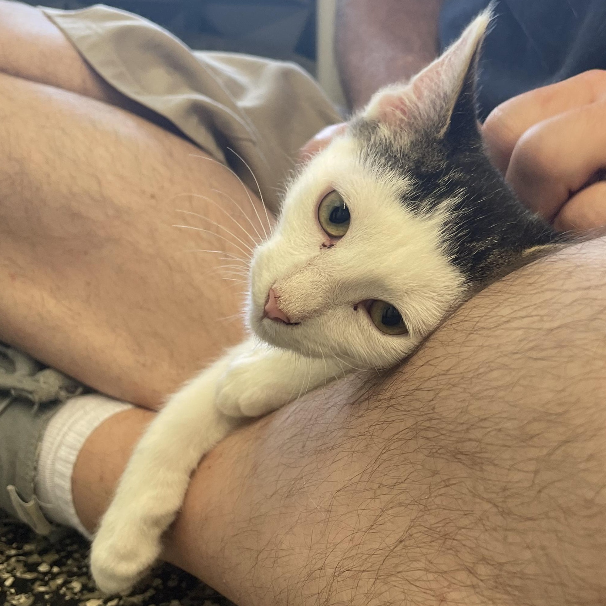 Enlarge Landry, an adopted American Shorthair in McKenzie, TN image 2/6