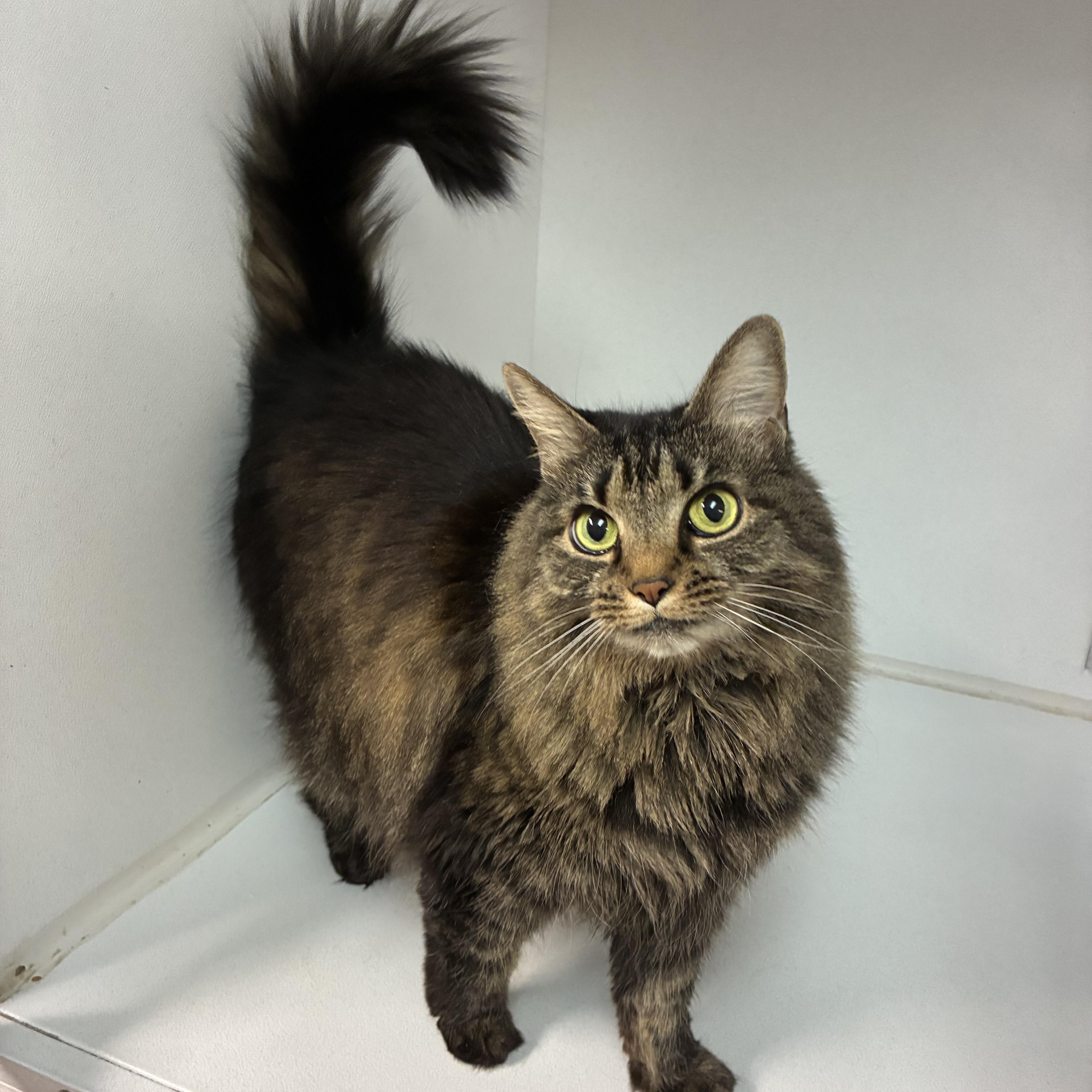 Enlarge Lady (declawed), an adopted Domestic Long Hair in Breinigsville, PA image 2/3