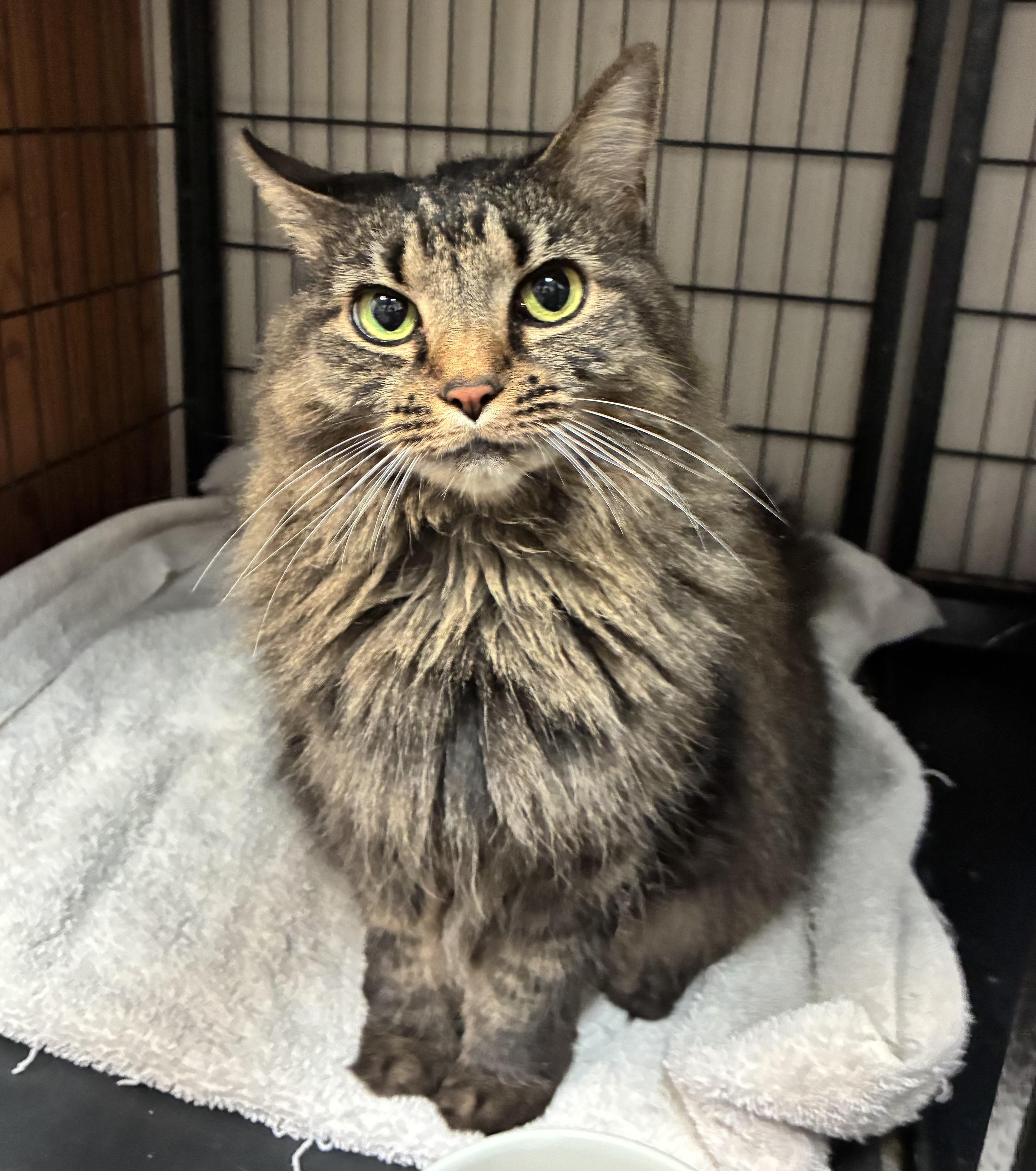Enlarge Lady (declawed), an adopted Domestic Long Hair in Breinigsville, PA image 3/3