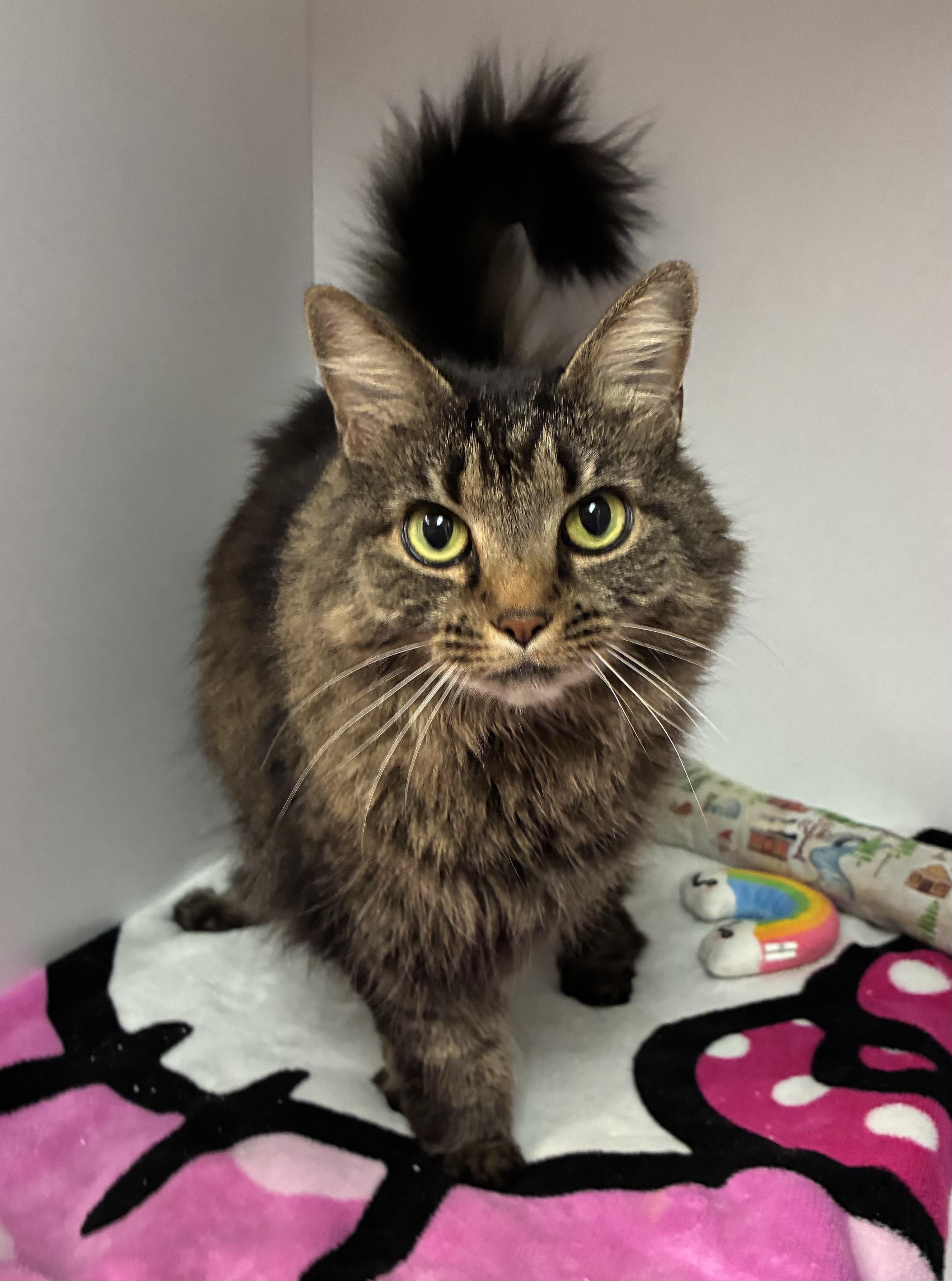 Enlarge Lady (declawed), an adopted Domestic Long Hair in Breinigsville, PA image 1/3