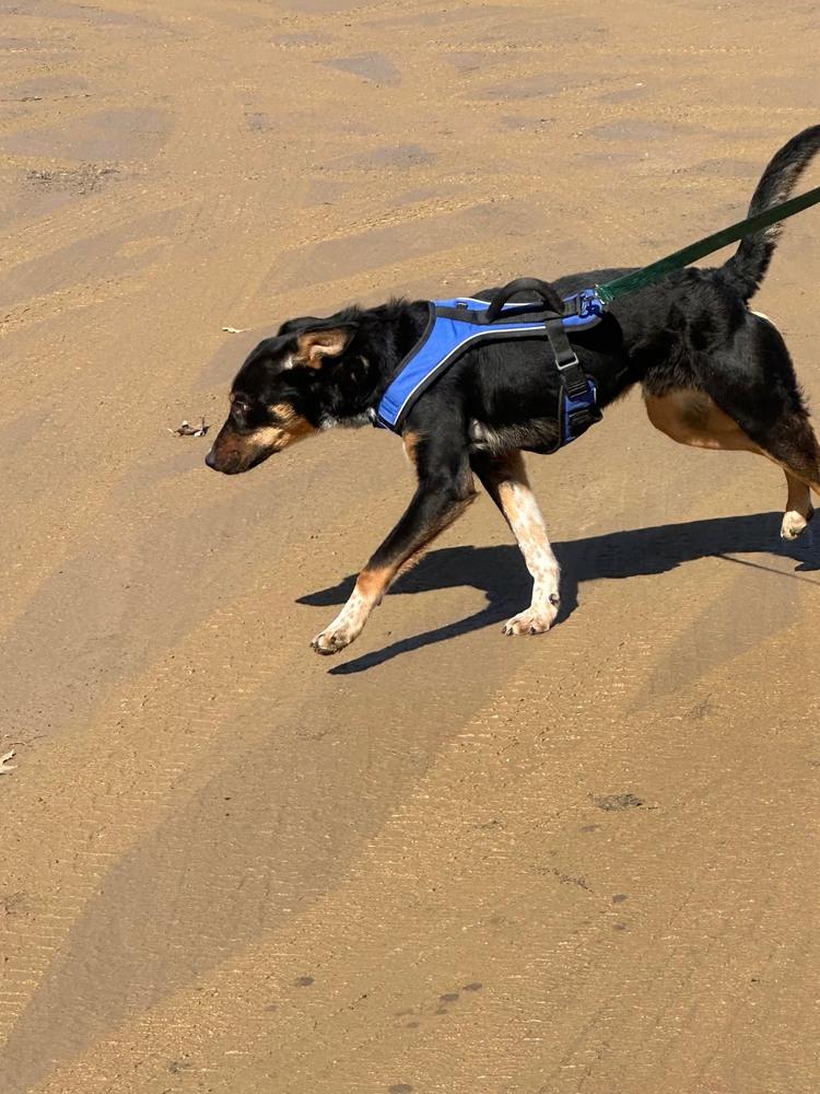 Enlarge Ace, a Adoptable Australian Cattle Dog / Blue Heeler in Franklin, PA image 1/3