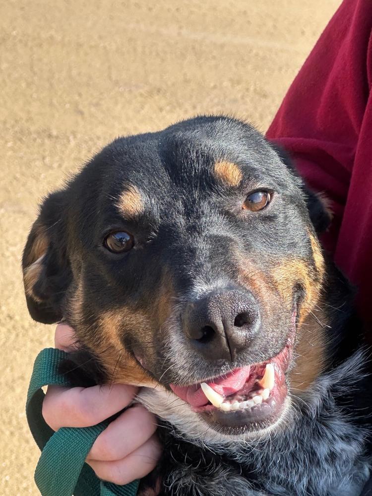 Enlarge Ace, a Adoptable Australian Cattle Dog / Blue Heeler in Franklin, PA image 2/3