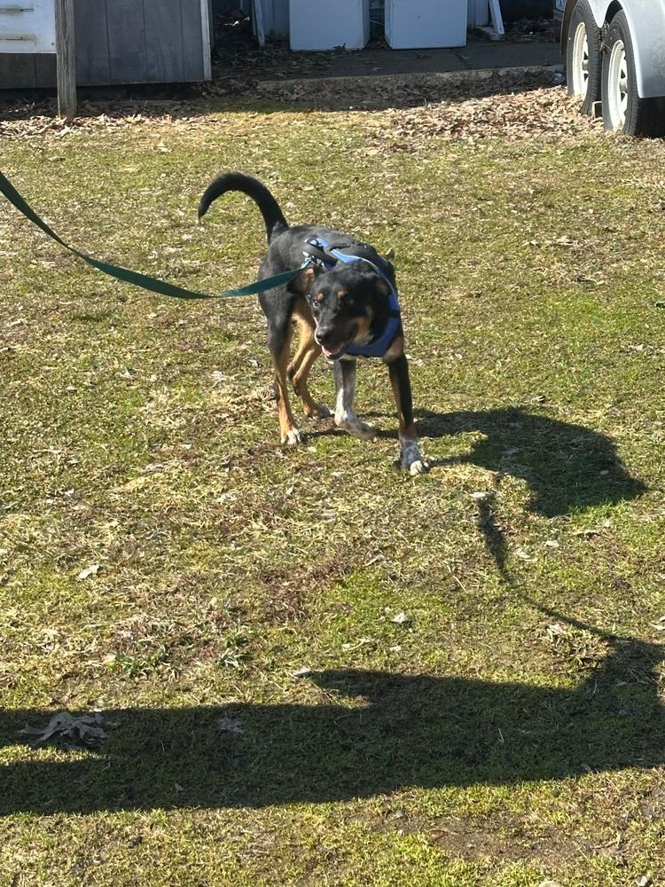 Ace, Adoptable, Young Male Australian Cattle Dog / Blue Heeler.