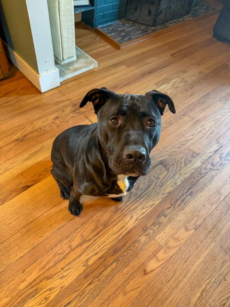 Enlarge Tuxedo, a Adoptable mixed breed in Saginaw, MI image 1/5