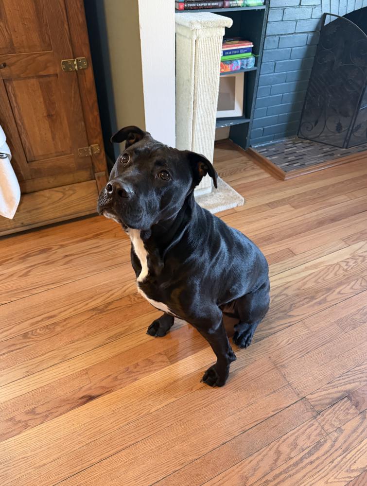 Enlarge Tuxedo, a Adoptable mixed breed in Saginaw, MI image 5/5