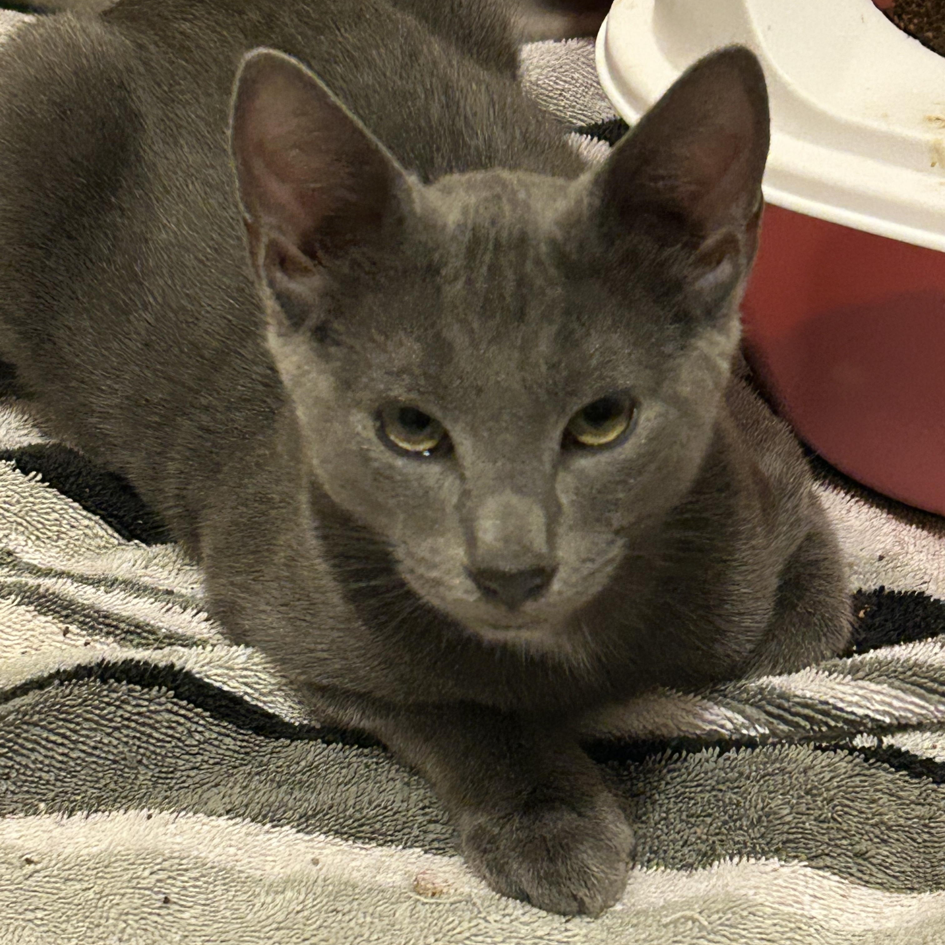 Enlarge Ricky, a Adoptable Domestic Short Hair in Rochester, WA image 4/5