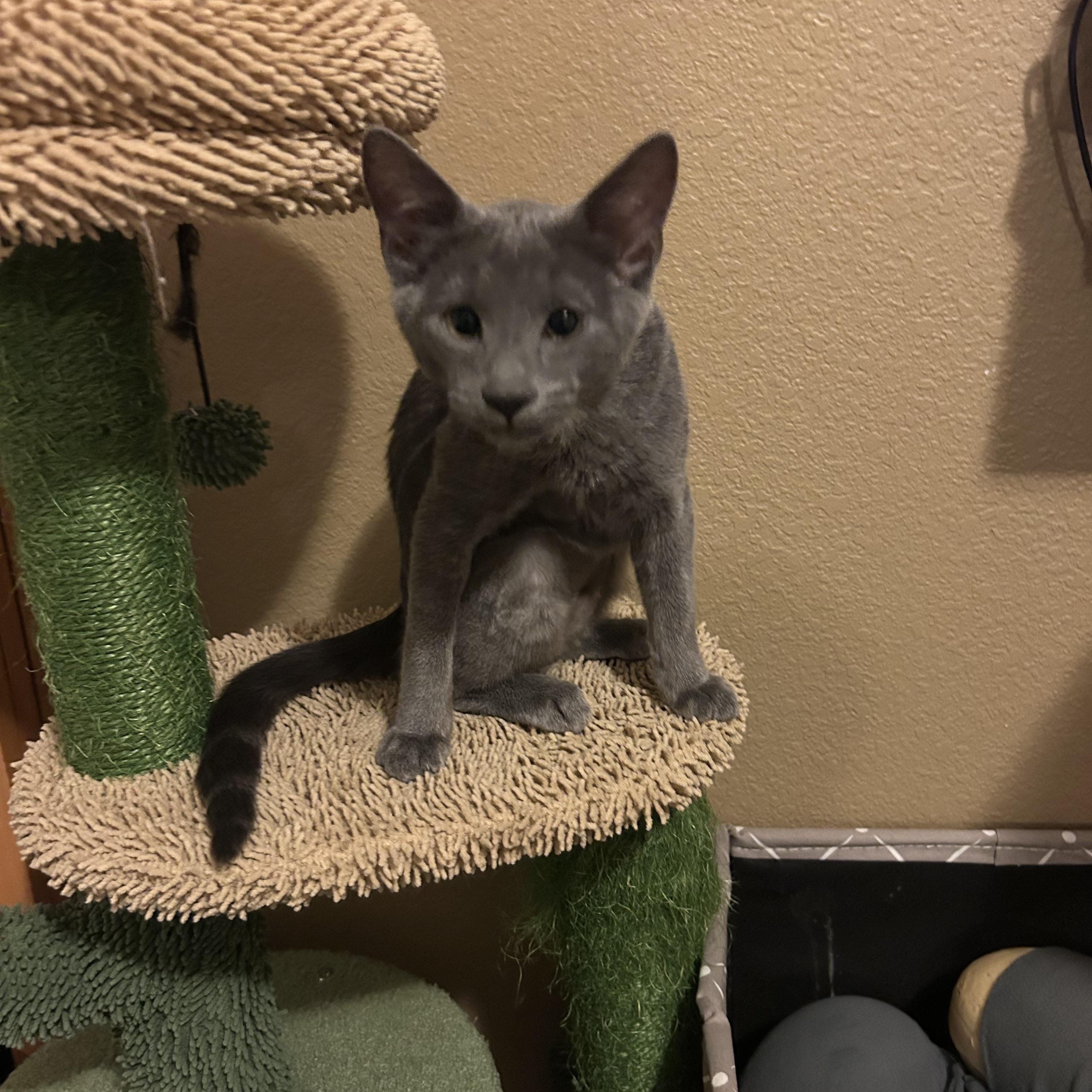 Enlarge Ricky, a Adoptable Domestic Short Hair in Rochester, WA image 3/5