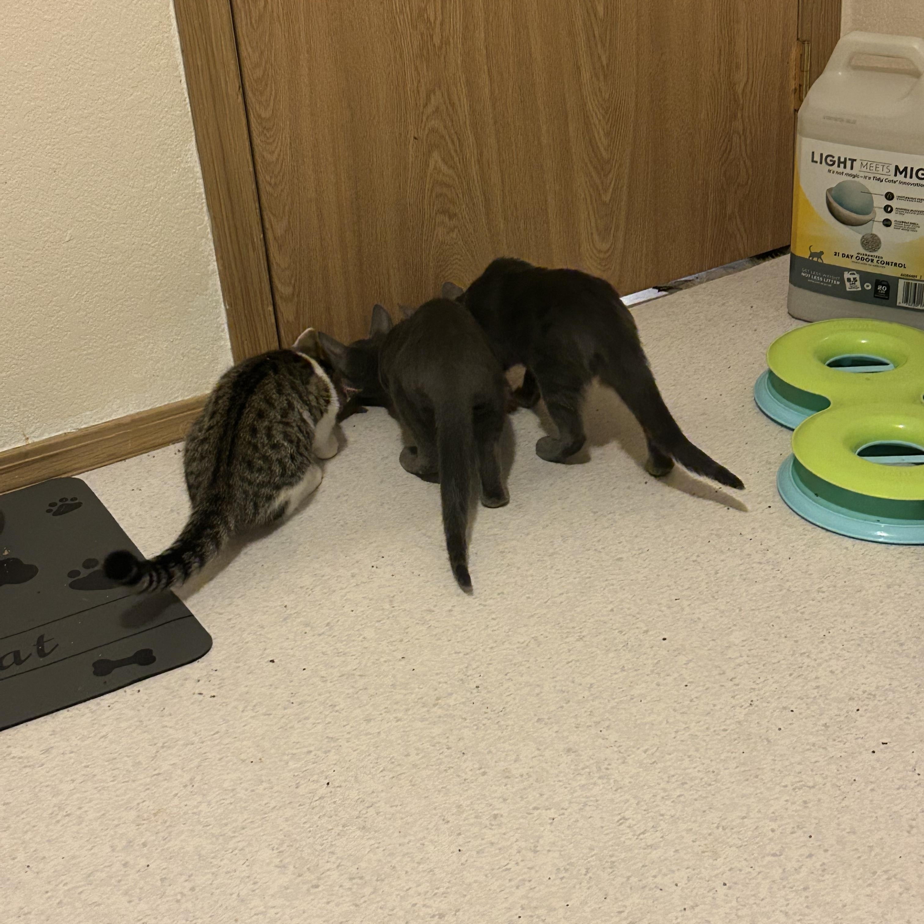 Enlarge Ricky, a Adoptable Domestic Short Hair in Rochester, WA image 5/5