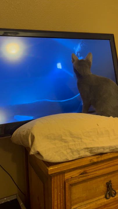 Enlarge Ricky, a Adoptable Domestic Short Hair in Rochester, WA video 2/5