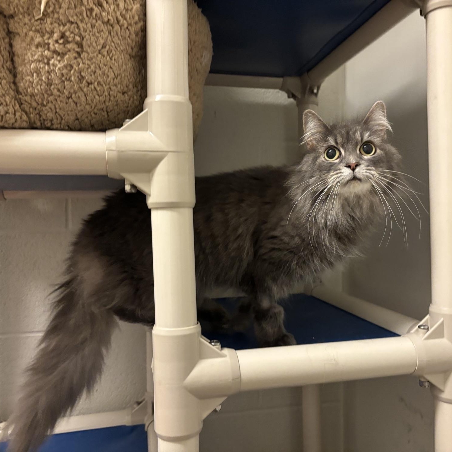 Enlarge Ivy CS-420/25, a ADOPTABLE Domestic Long Hair in Burlington, ON image 1/2
