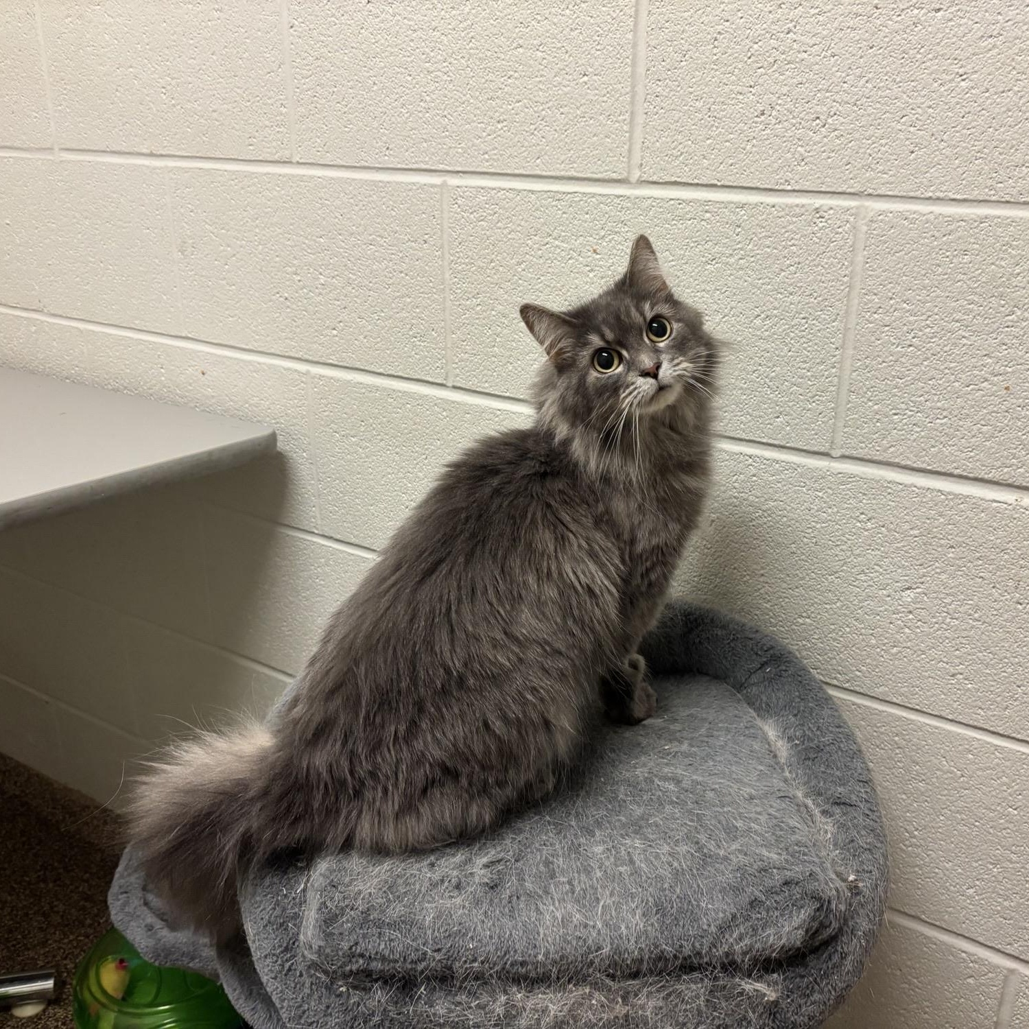 Enlarge Ivy CS-420/25, a ADOPTABLE Domestic Long Hair in Burlington, ON image 2/2