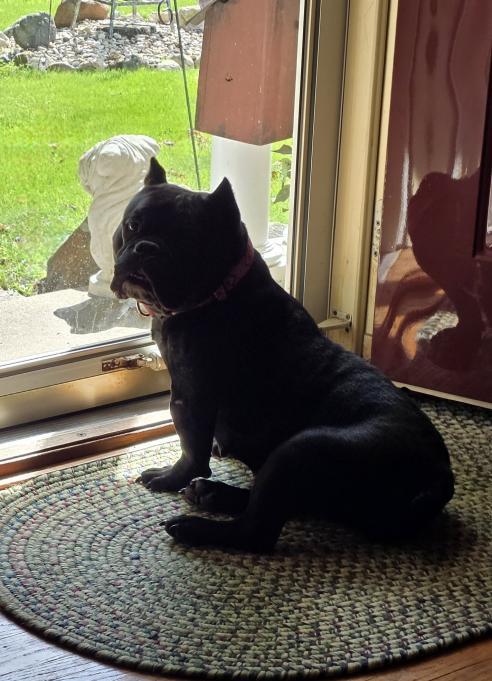 Winnie, a ADOPTABLE English Bulldog in Decatur, IL image 3/4