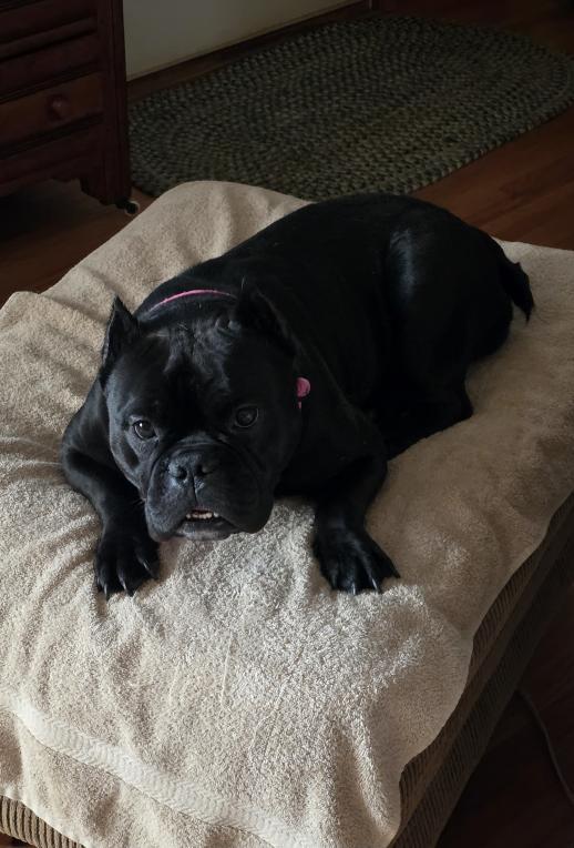 Winnie, a ADOPTABLE English Bulldog in Decatur, IL image 4/4