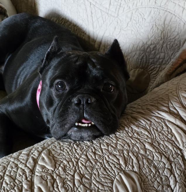Winnie, a ADOPTABLE English Bulldog in Decatur, IL image 1/4