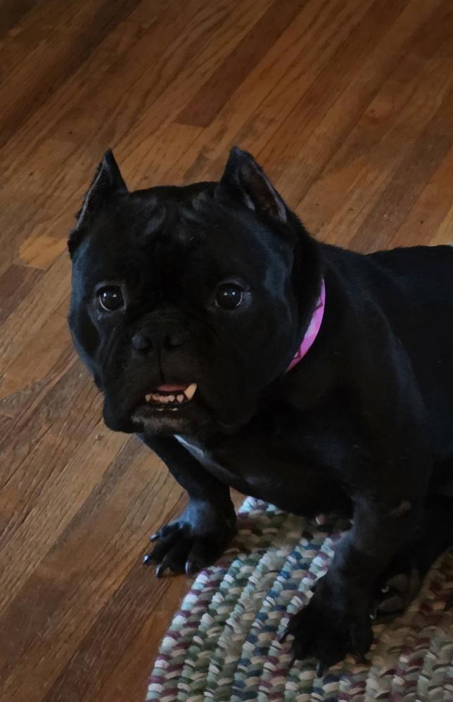 Winnie, a ADOPTABLE English Bulldog in Decatur, IL image 2/4