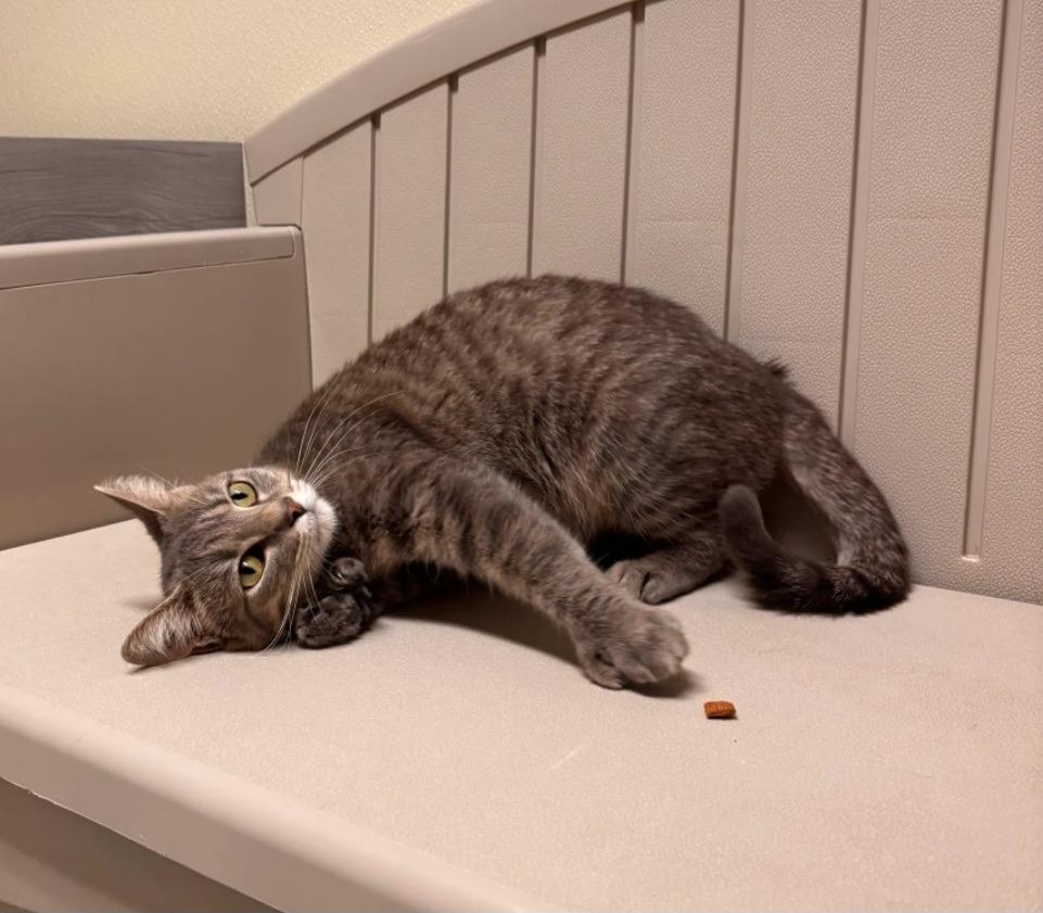 Enlarge S'MORE, a Adoptable mixed breed in Sandusky, OH image 1/2