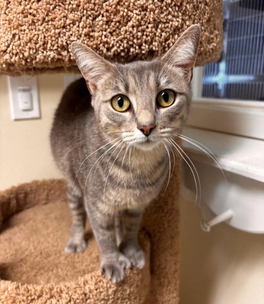 Enlarge S'MORE, a Adoptable mixed breed in Sandusky, OH image 2/2