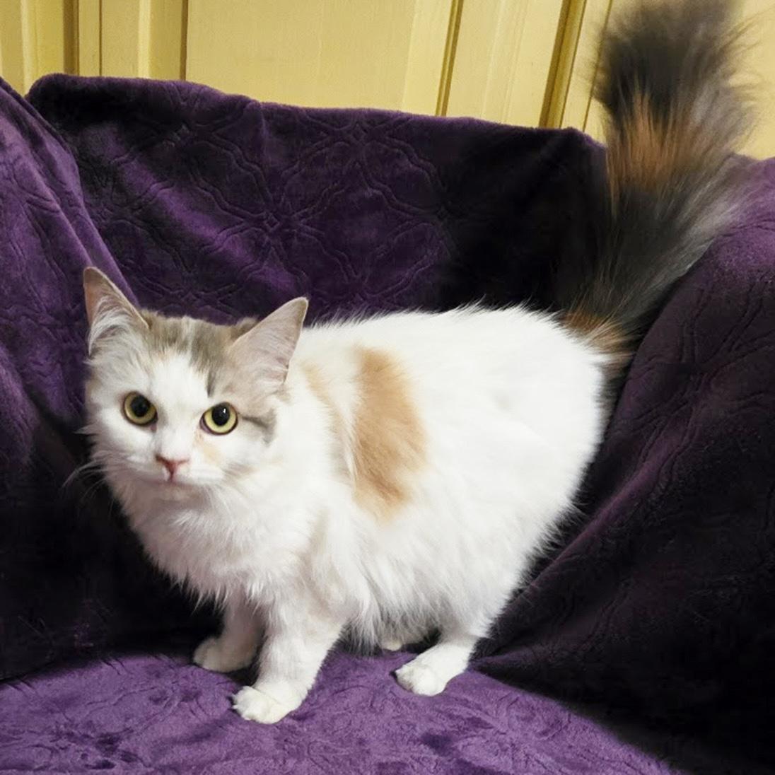 Fondue, ADOPTABLE, Young Female Calico.