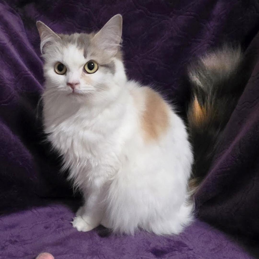 Fondue, a ADOPTABLE Calico in Bentonville, AR image 2/2