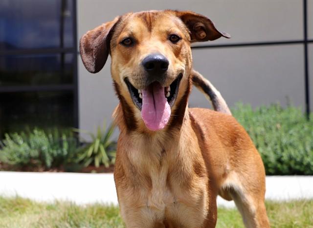 Enlarge FISHER, a Adoptable mixed breed in San Luis Obispo, CA image 1/1