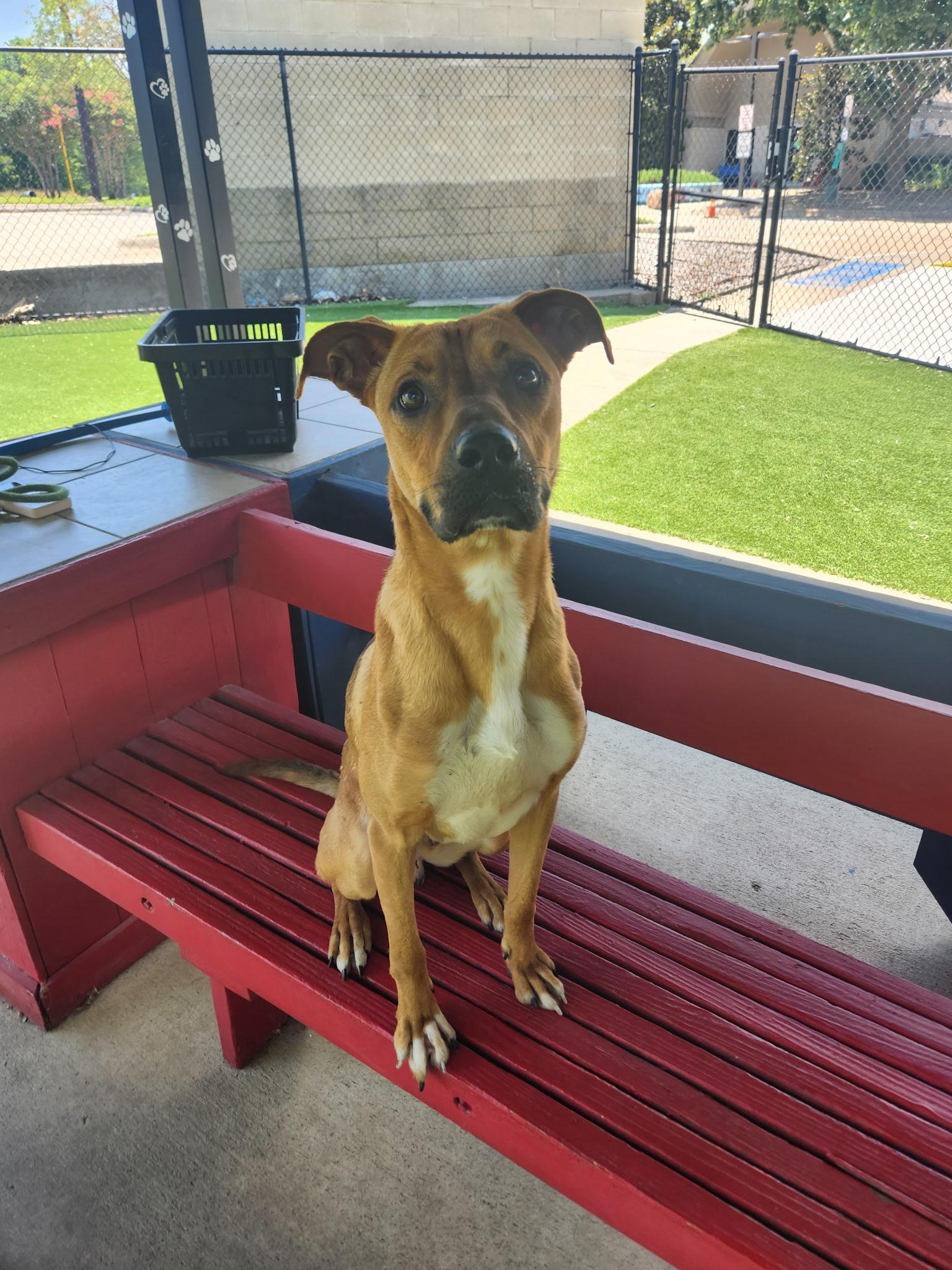 Scrappy Doo, a ADOPTABLE mixed breed in Allen, TX image 4/4