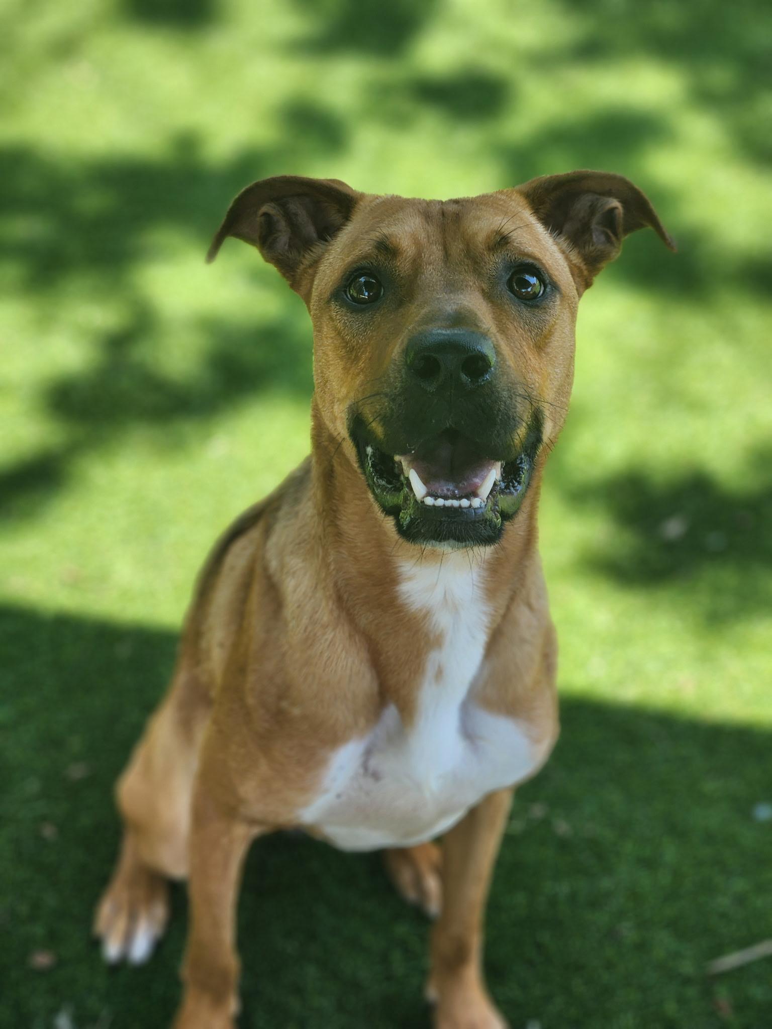 Scrappy Doo, a ADOPTABLE mixed breed in Allen, TX image 2/4