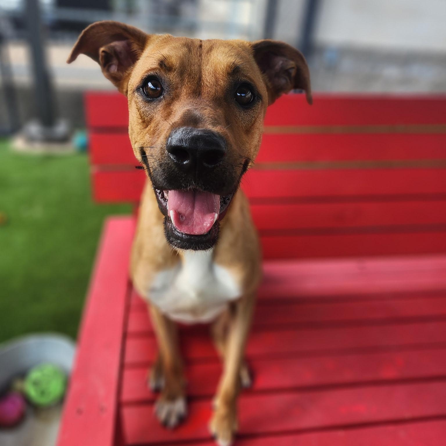 Scrappy Doo, ADOPTABLE, Adult Male Shepherd.
