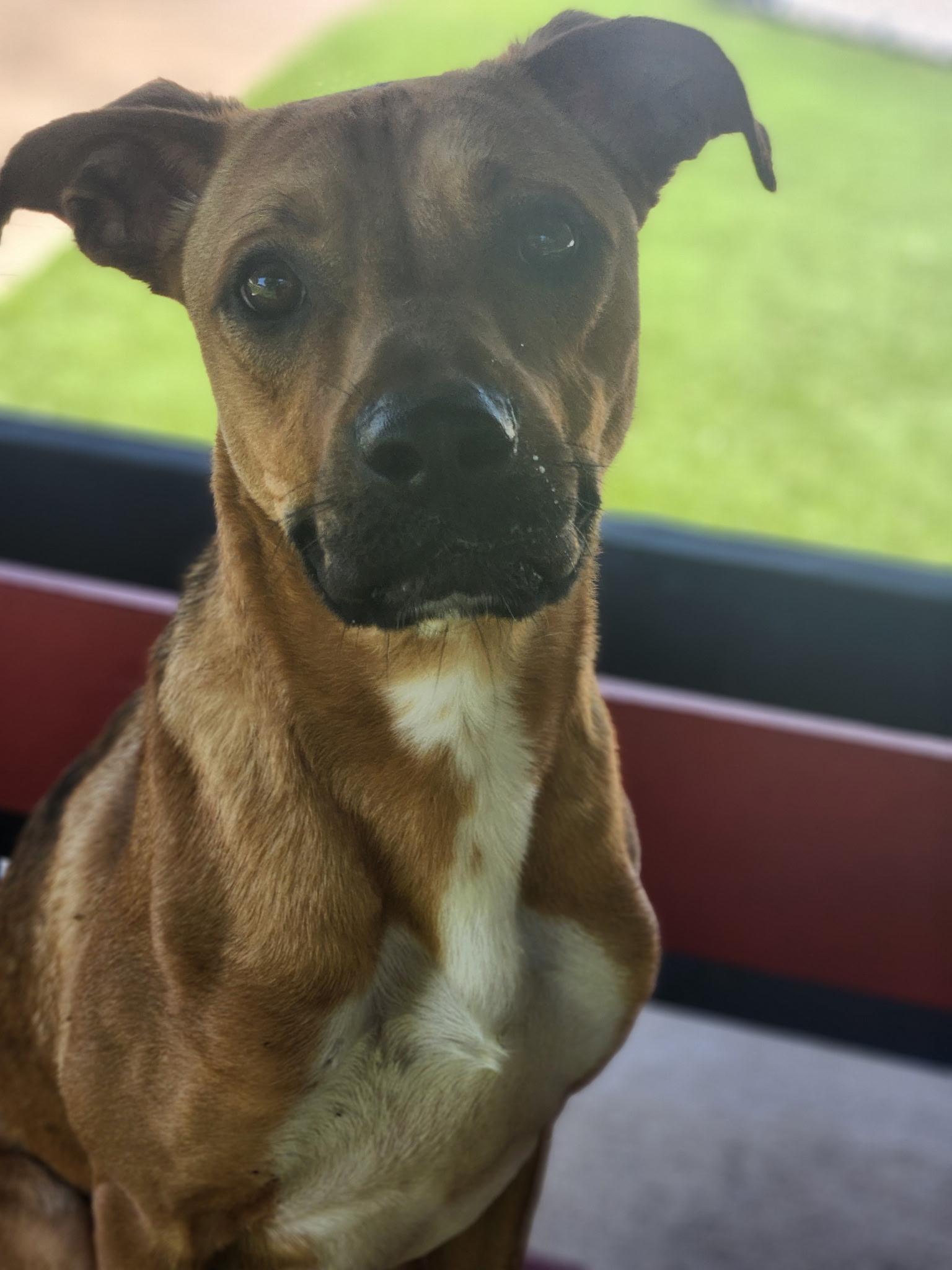 Scrappy Doo, a ADOPTABLE mixed breed in Allen, TX image 3/4