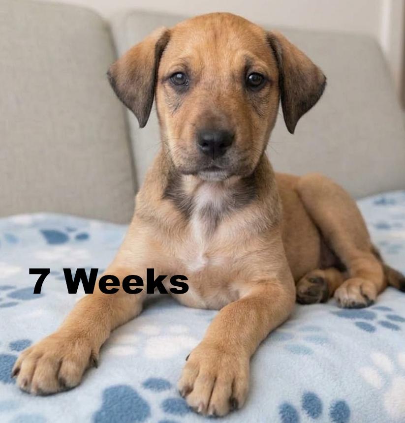 Enlarge Jimi, a Adoptable mixed breed in Crown Point, IN image 1/4