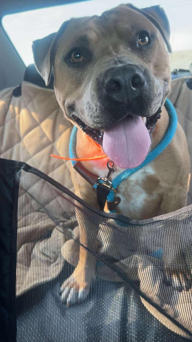 Enlarge Apollo, a Adoptable Pit Bull Terrier in Maryville, TN image 1/6