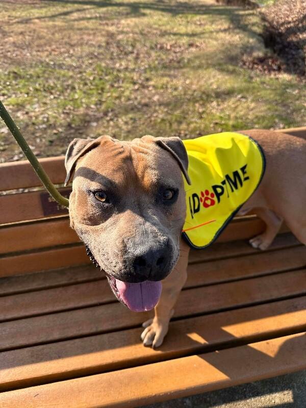 Enlarge Apollo, a Adoptable Pit Bull Terrier in Maryville, TN image 4/6
