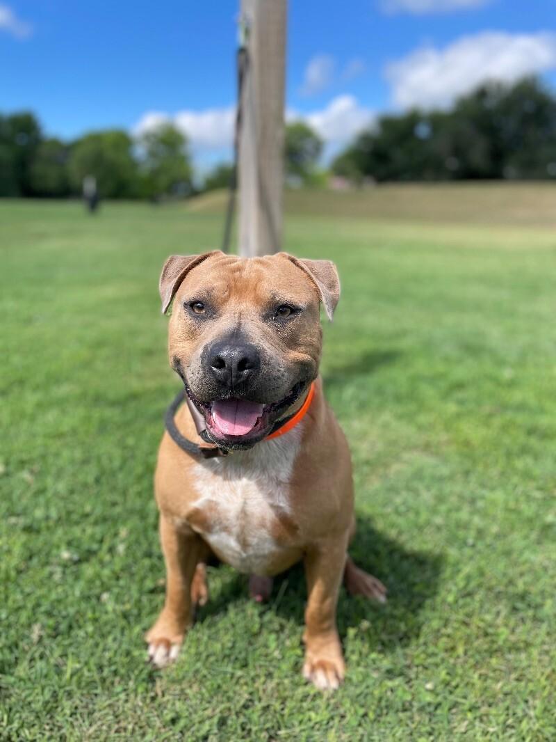 Enlarge Apollo, a Adoptable Pit Bull Terrier in Maryville, TN image 5/6