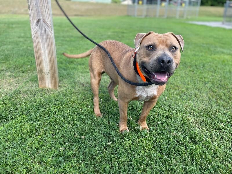 Enlarge Apollo, a Adoptable Pit Bull Terrier in Maryville, TN image 6/6