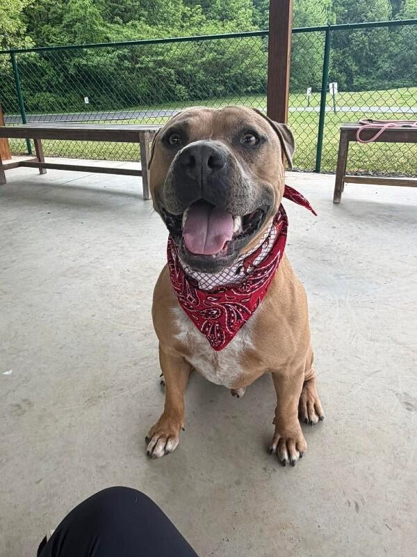Enlarge Apollo, a Adoptable Pit Bull Terrier in Maryville, TN image 6/6
