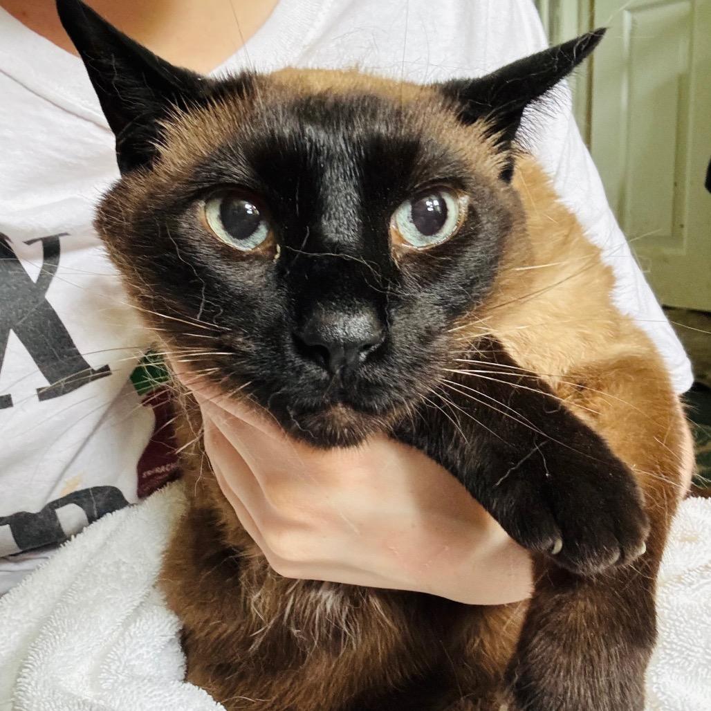 Mr. Bingley, Adoptable, Adult Male Domestic Short Hair & Siamese.