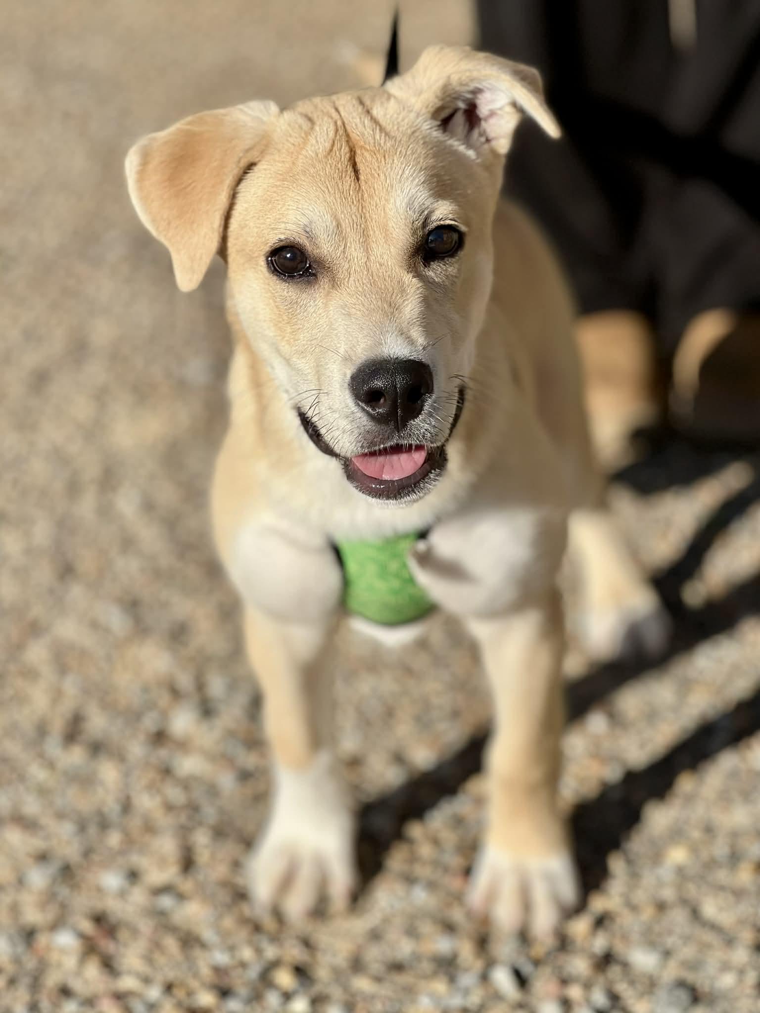 Edgar, an adopted mixed breed in Brunswick, ME image 2/3
