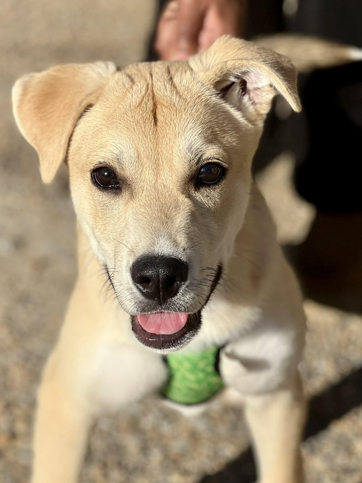 Edgar, adopted, Puppy Male Labrador Retriever.