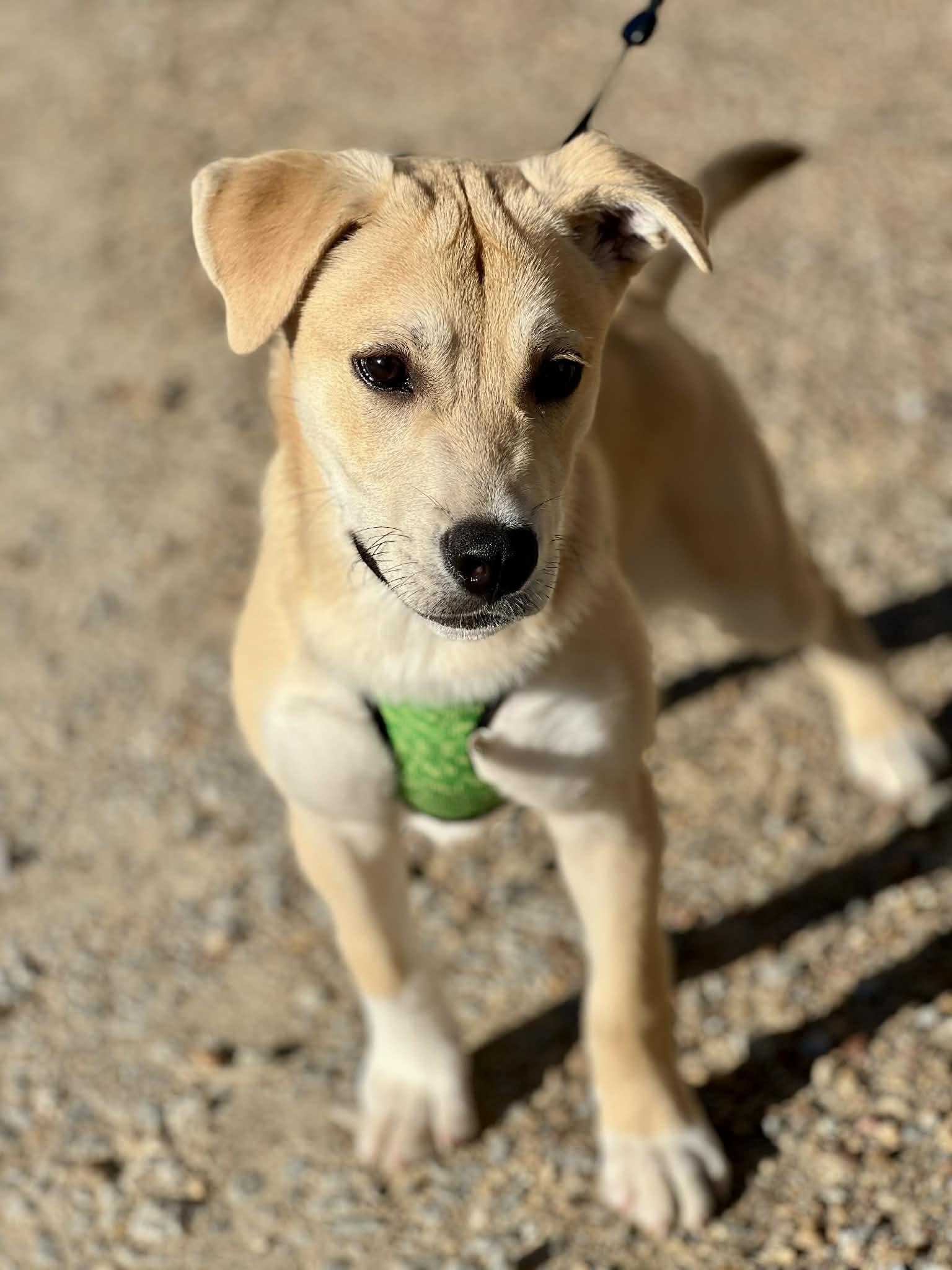 Edgar, an adopted mixed breed in Brunswick, ME image 3/3