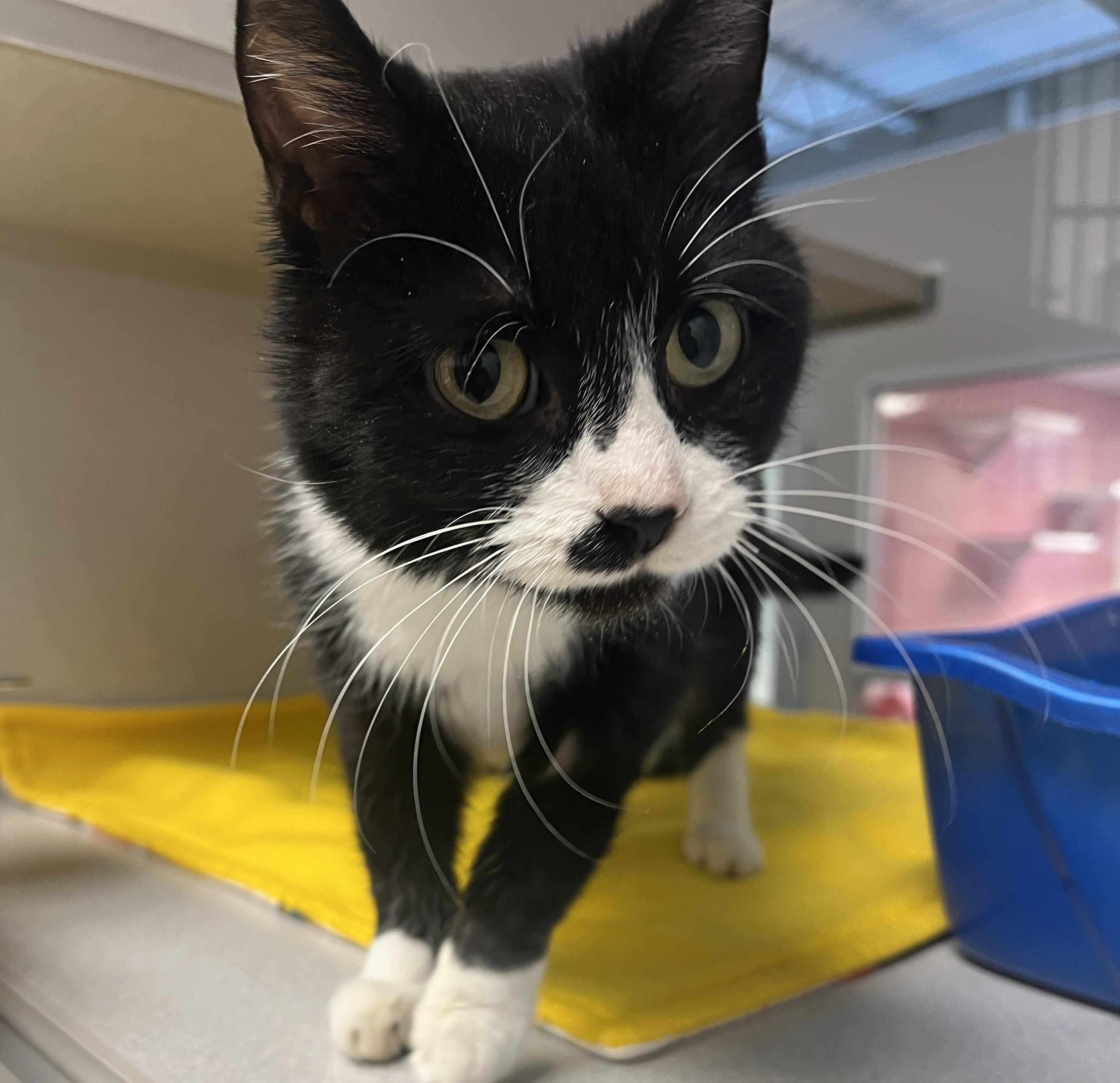 Kinzley, an adopted Domestic Short Hair in Cedar Rapids, IA image 2/2