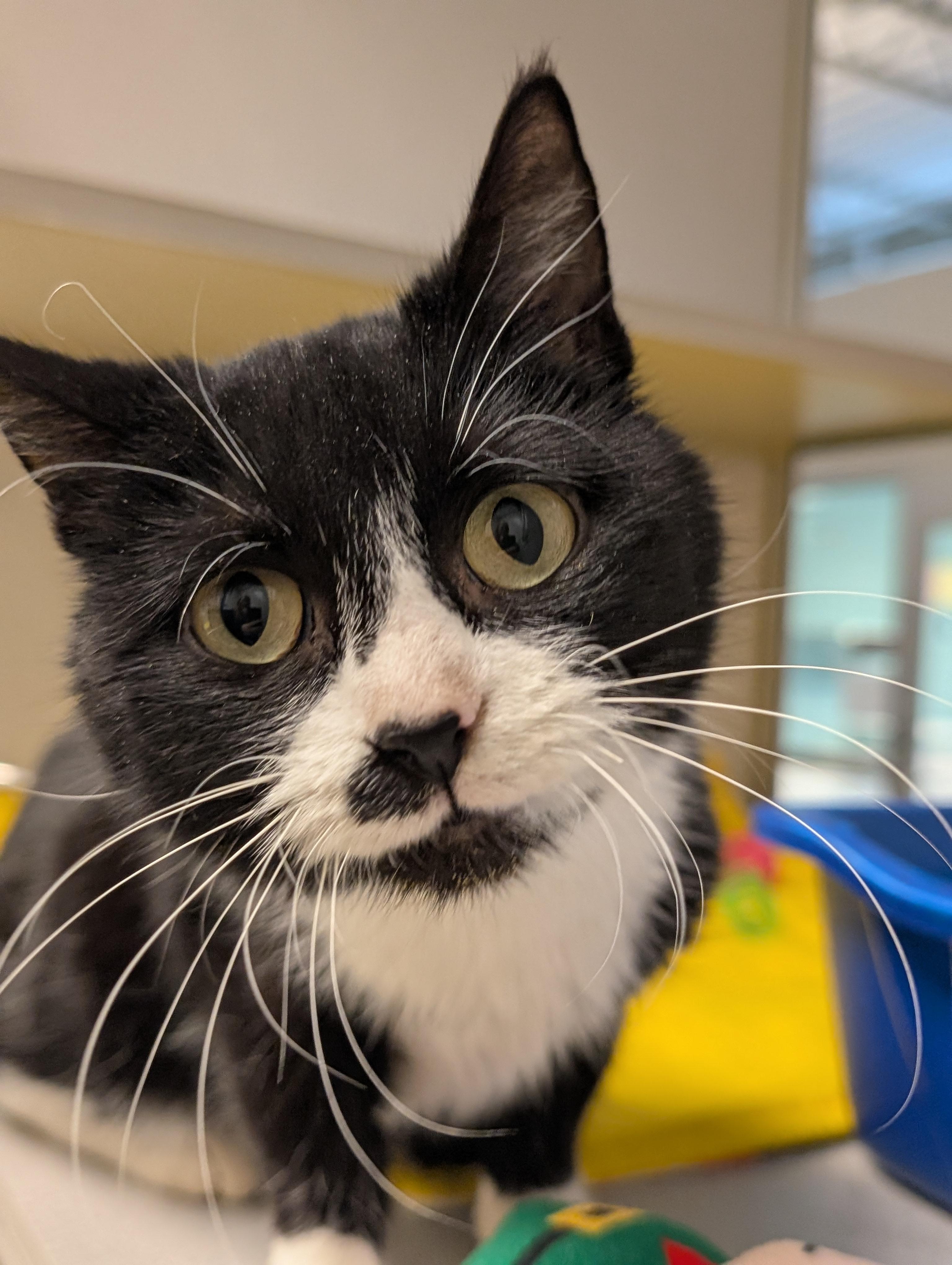 Kinzley, adopted, Young Female Domestic Short Hair.