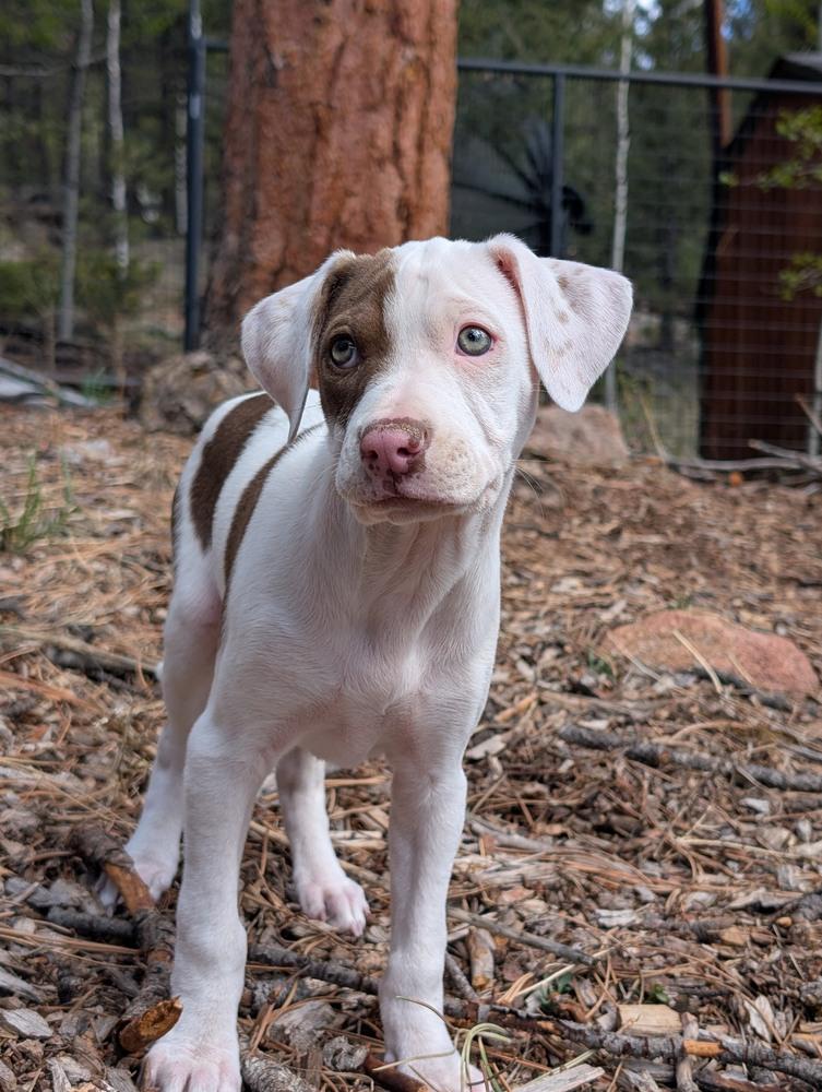 Papi, a Adoptable mixed breed in Denver, CO image 2/5