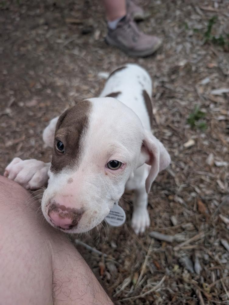 Papi, a Adoptable mixed breed in Denver, CO image 4/5