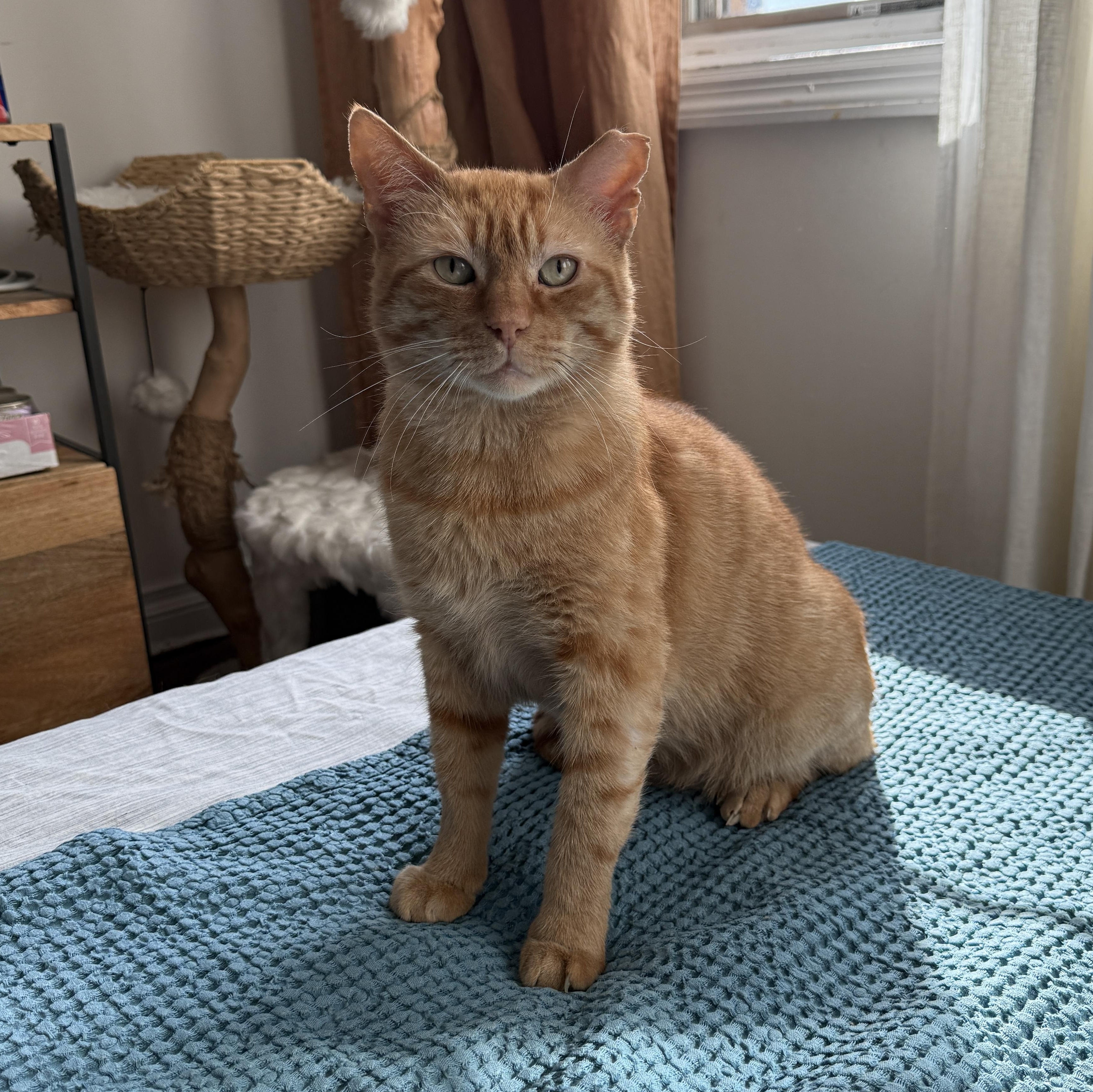 Big Orangie, Adoptable, Adult Male Domestic Short Hair.