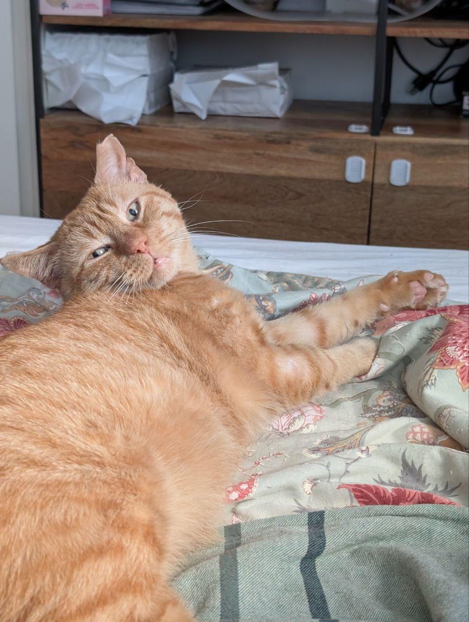 Enlarge Big Orangie, a Adoptable Domestic Short Hair in Brooklyn, NY image 3/4