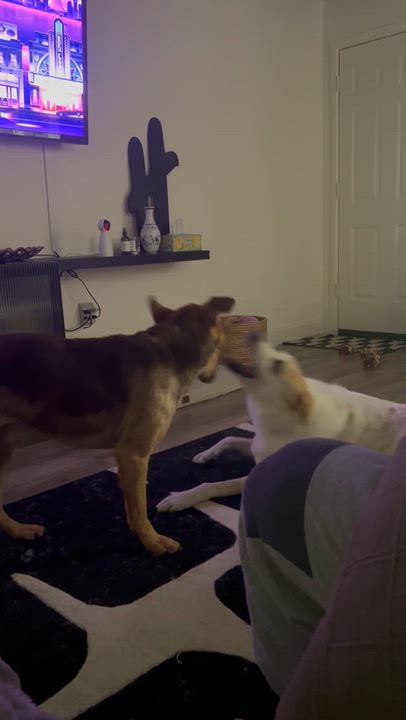 Enlarge Murphy (Courtesy Listing), a Adoptable mixed breed in Weatherford, TX video 3/3