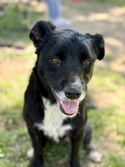 Riley, a Adoptable mixed breed in Bartlesville, OK image 1/3